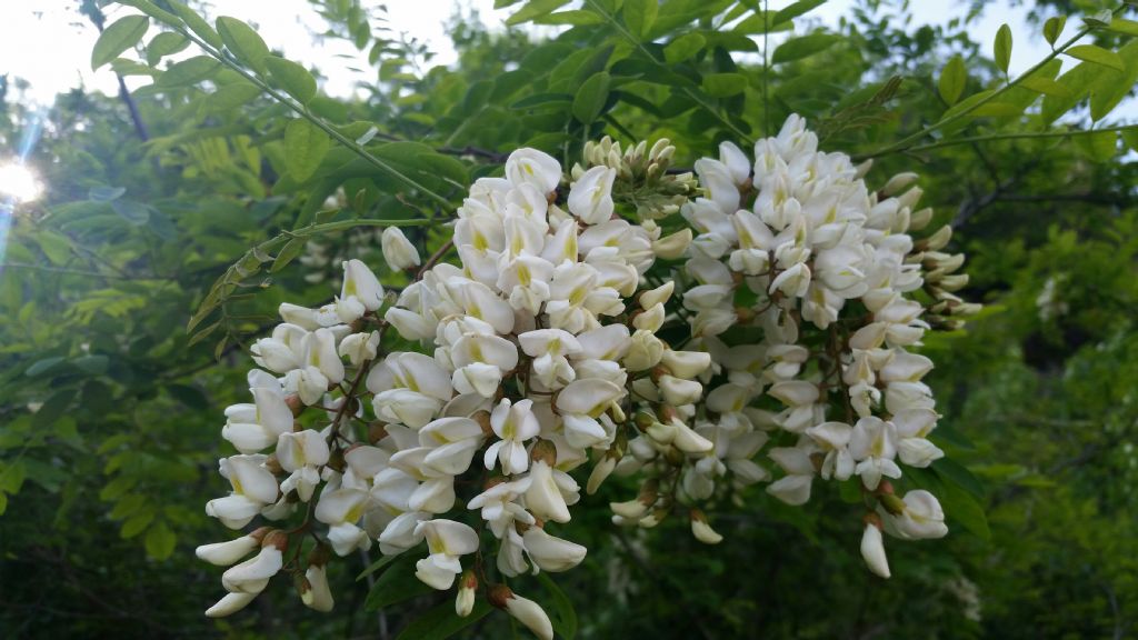 Robinia pseudoacacia / Robinia